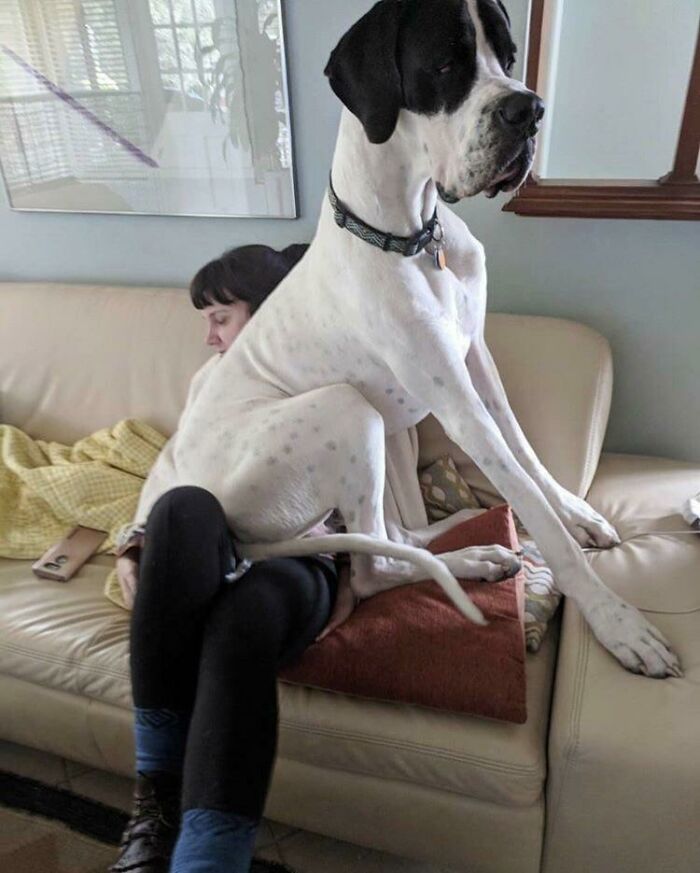 An Old High School Friend Of Mine And Her Lap Dog