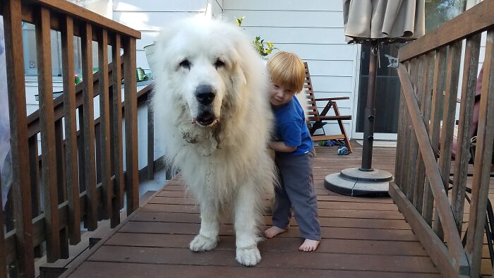 Grandpa's Dog Is Huge