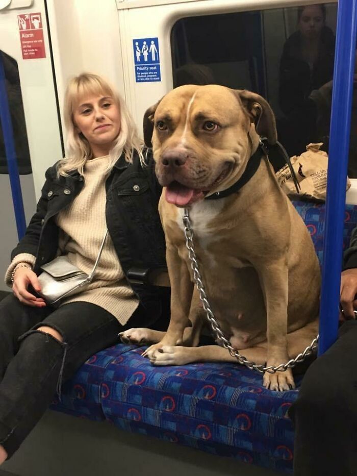 Perro enorme en el metro