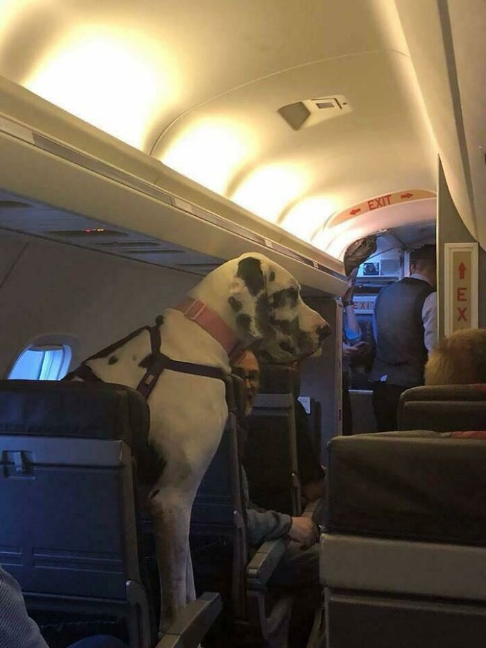 In Awe At The Size Of This Doggo On A Plane