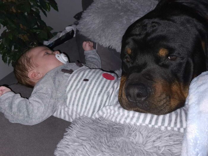 My Dog Adopted My Sister's Baby