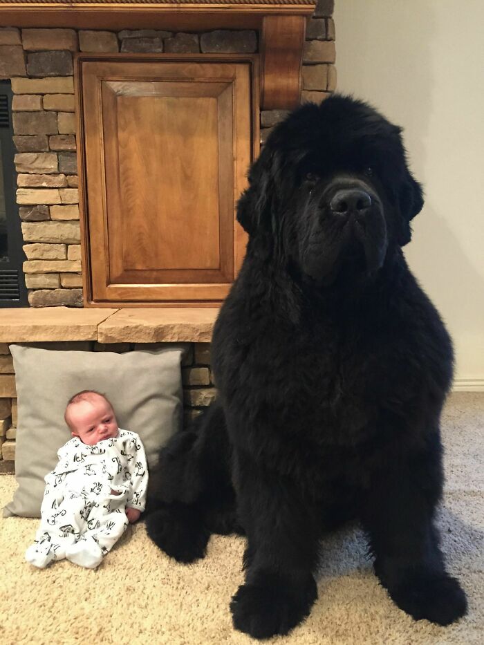 สุนัขสีดำตัวใหญ่