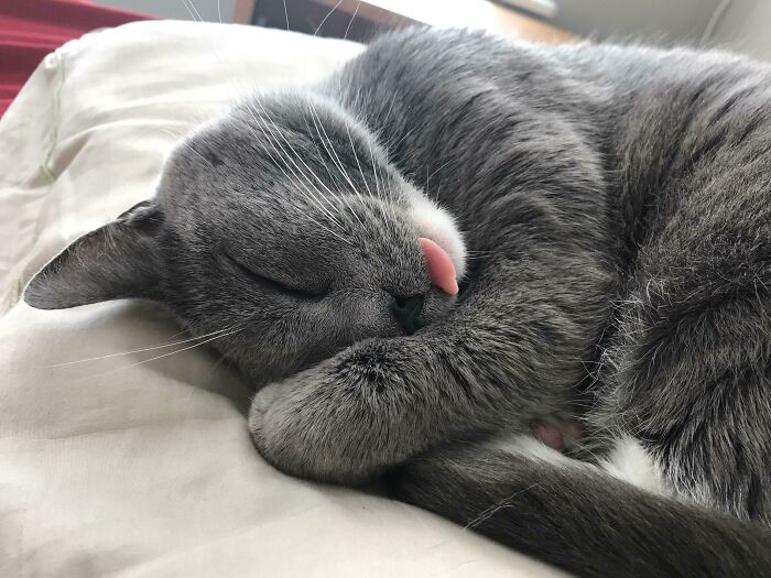 Sleep With One Eye Open, Blepping Your Pillow Tight