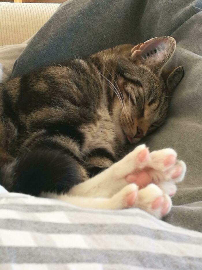 I Got Her A Week Ago, And She's Been Bleping Every Time She Sleeps. I Think It's The Cutest