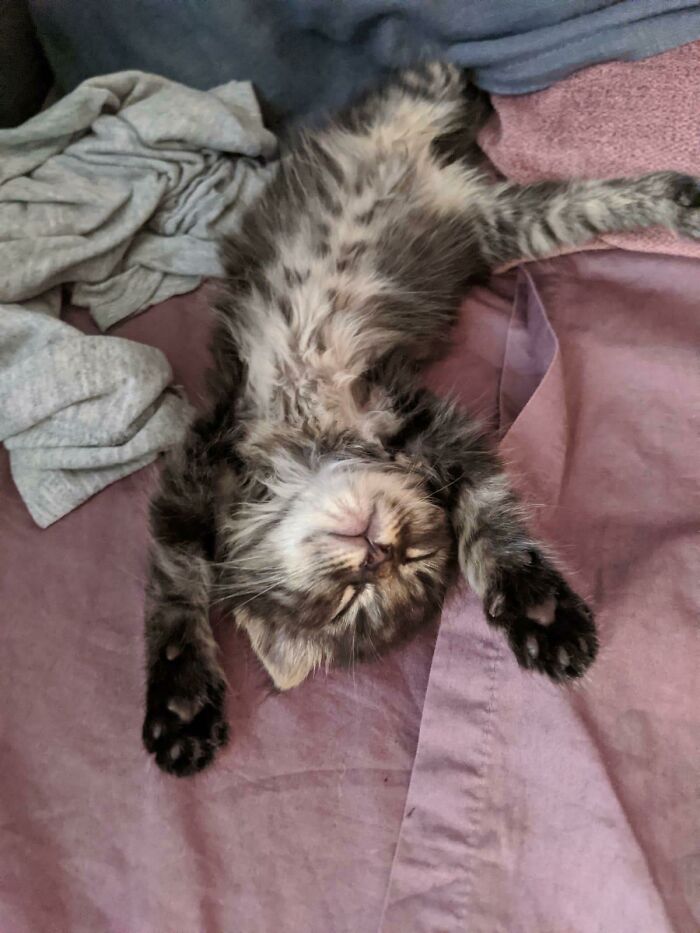 My Friend Adopted A Cat And Texted Me: “My Cat Is Broken, She Doesn’t Know How To Sleep”