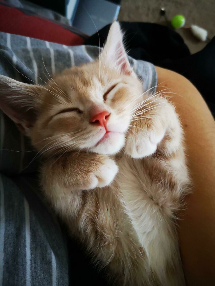 He Likes To Nap In My Arms