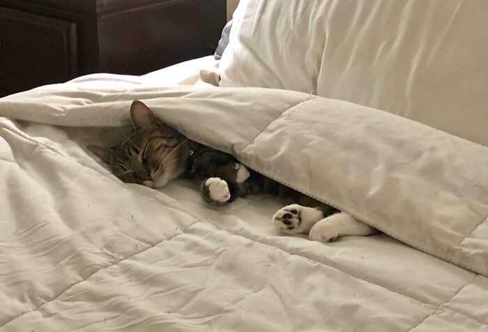 Every Time The Bed Is Made, Scout Tucks Herself In. Her Favorite Thing To Do Is Finding Pockets In Blankets, Towels, And Anywhere She Can Wiggle Herself To Nap