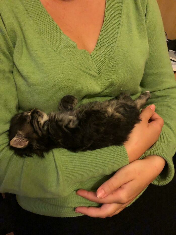 We Found This Little Baby On The Street A Few Weeks Ago. She Absolutely Loves To Cuddle And Sleeps Like This Every Time
