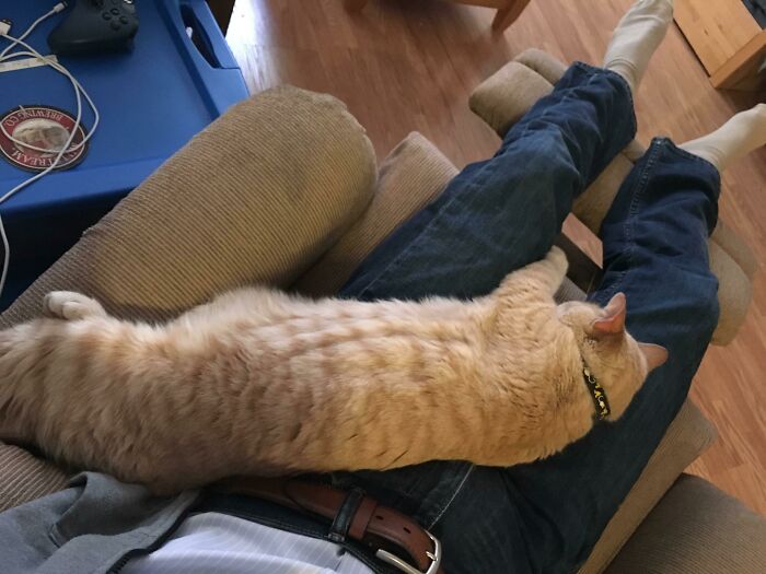 This Is My Neighbors' Cat. He Follows Me Into My Apartment And Naps On Me About 3 Times A Week