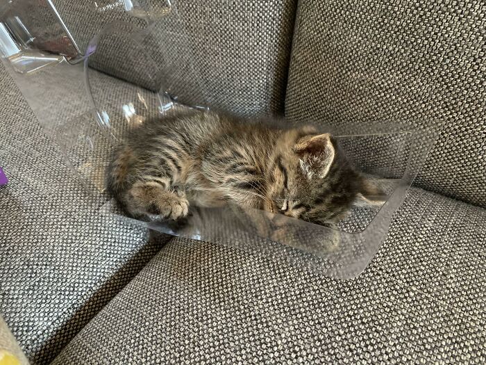 Very Smol Floof Thinking A Plastic Cover Is For Sleep