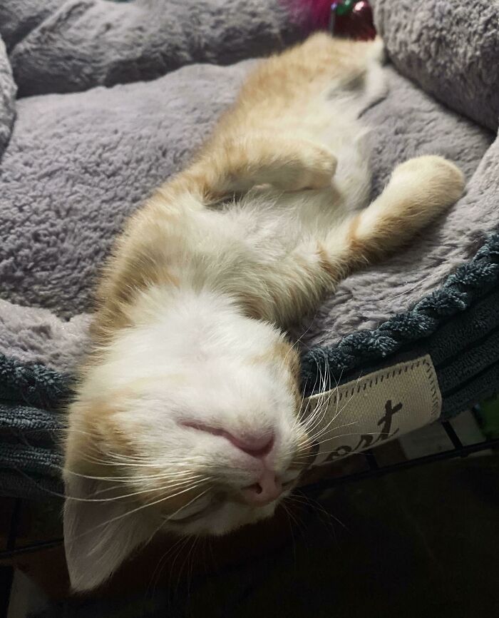 This Is His Favorite Sleeping Position