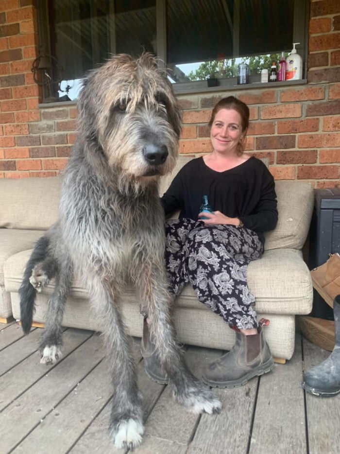 50 Dogs Who Don t Understand How BIG They Are Bored Panda 50 Dogs Who Don t Understand How BIG They Are Bored Panda