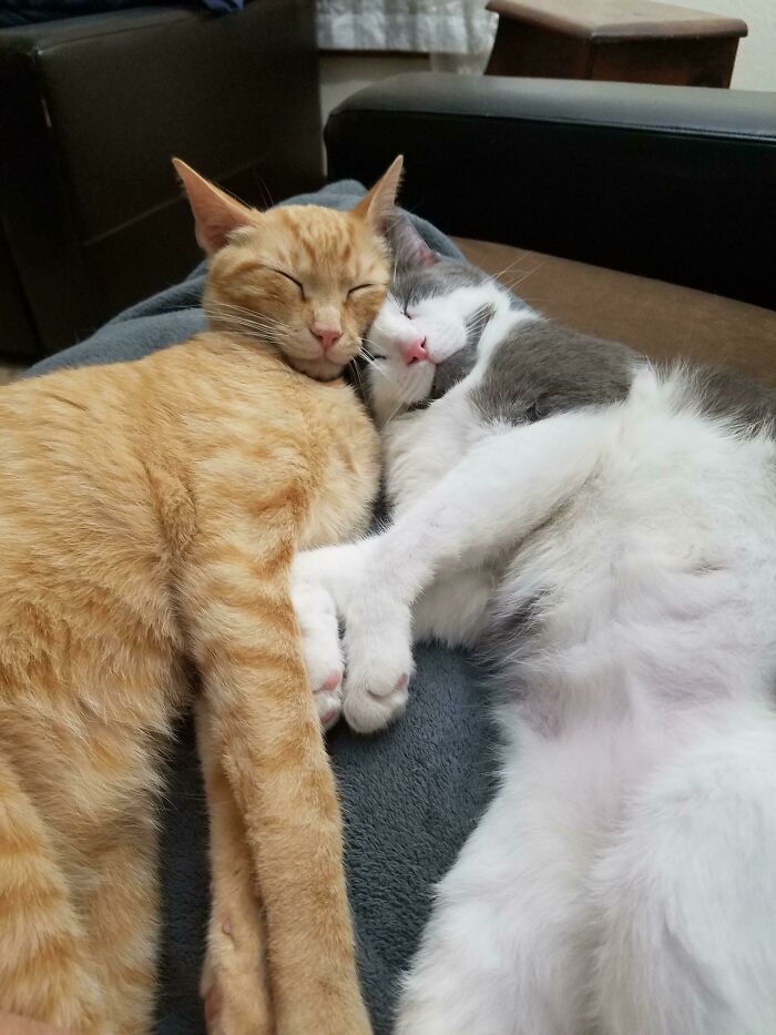 The Boys Napping