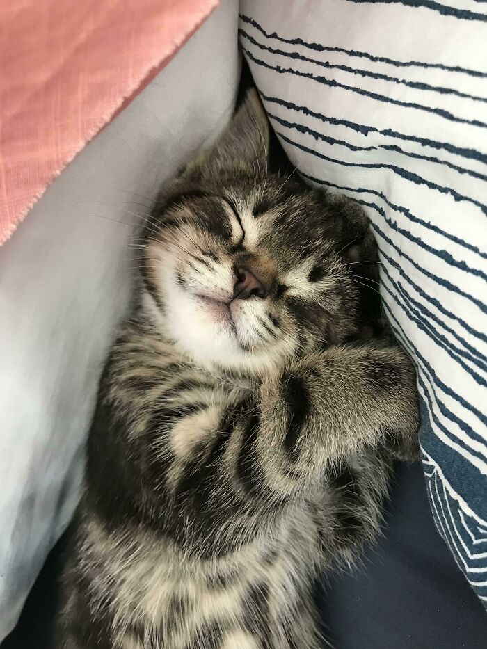 My 6-Week-Old Kitten Taking A Nap