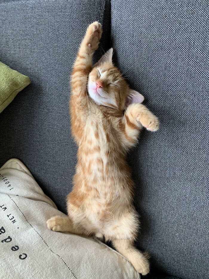 Last Week We Picked Up Sam, Our Newest Addition To The Family. This Was His First Nap In His New House