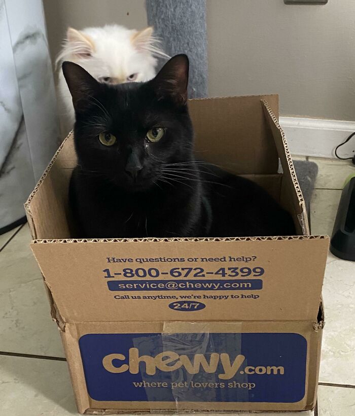 Pecan Wanted The Box