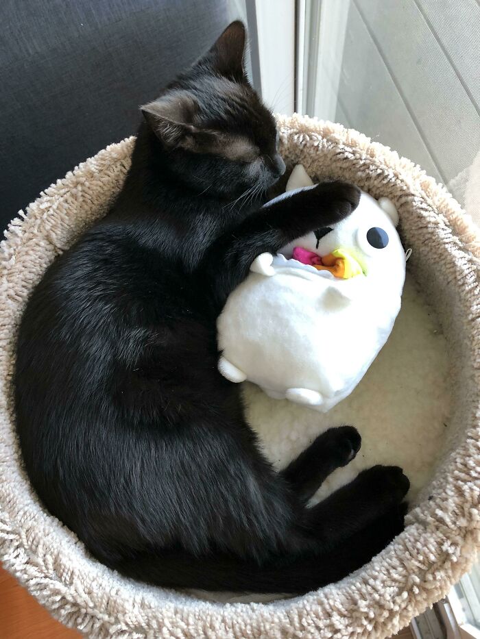 Jiji Sleeping With His New Toy