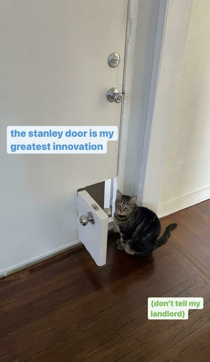 This Guy Built A Mini-Door Complete With Doorknob Into The Front Door At The Place He’s Renting, For His Cat Stanley