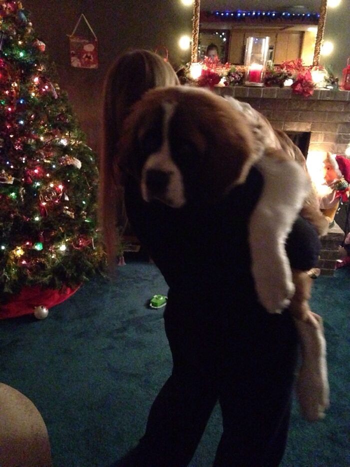 Our Five Month Old Saint Bernard Loves To Dance And Cuddle