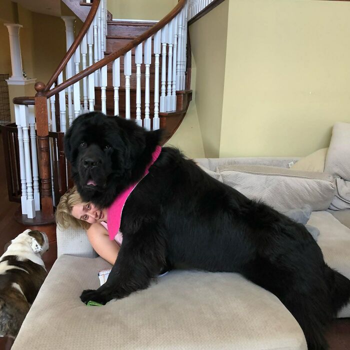 Meet Monty: He's Goofy, He's A Newfy And He's Rarely, Quite Bear-Ly Allowed On The Couch