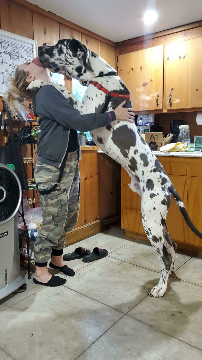 Buddy The Great Dane. I'm 5'4 For Reference