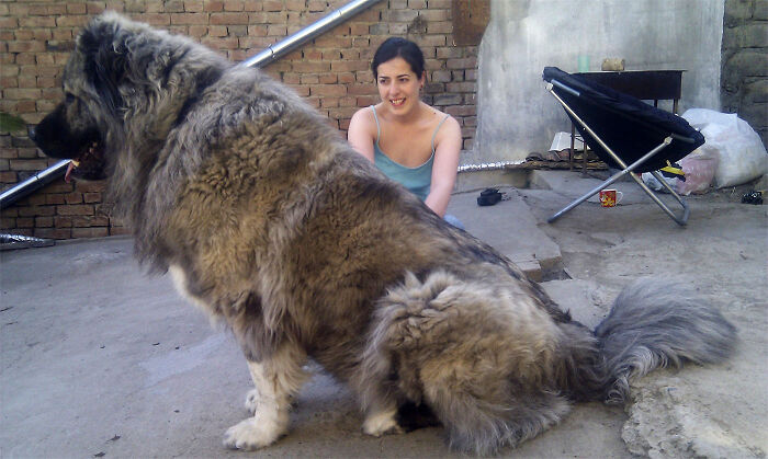Caucasian Mountain Dog / Russian Bear Dog