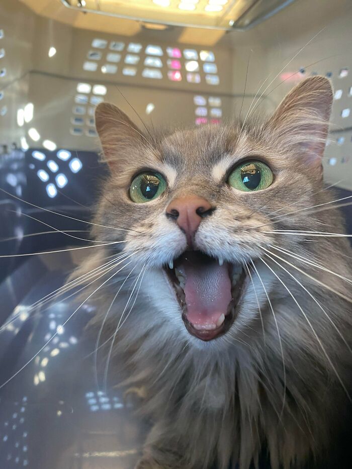 We Adopted This 11 Year Old Senior, Shayshay, Today From A Woman Who Couldn’t Keep Her Anymore. Her First Photo Matches Her Personality. We Are So Happy To Have You, Beautiful Girl
