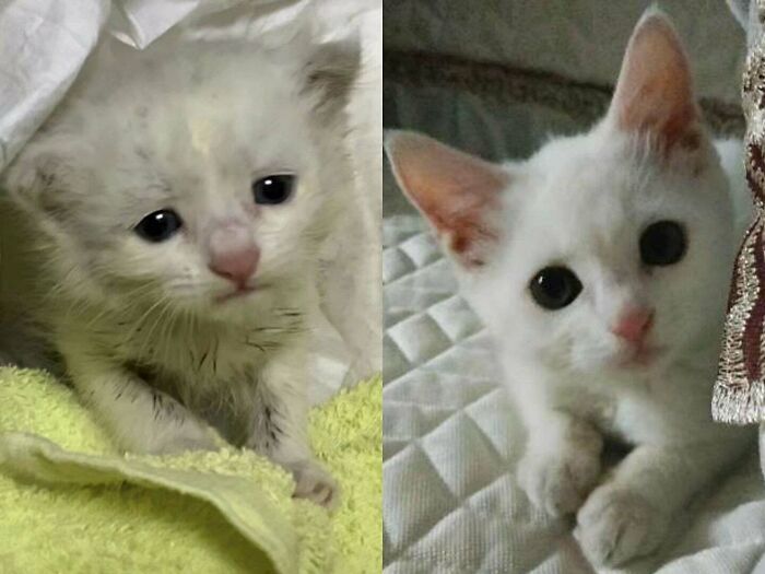 My Friend Adopted A Stray Cat Two Months Ago vs. Now