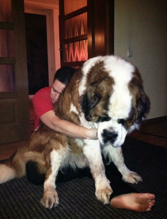 Just Another Picture Of A Friends Giant Dog. Seriously, Giant