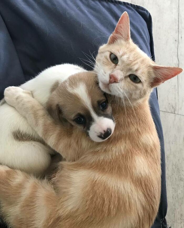 Este gato ha adoptado un cachorrito