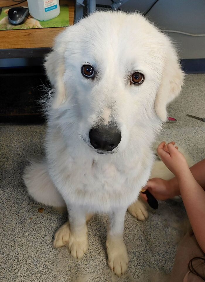 A Very Fluffy Good Boy That Got Adopted Yesterday