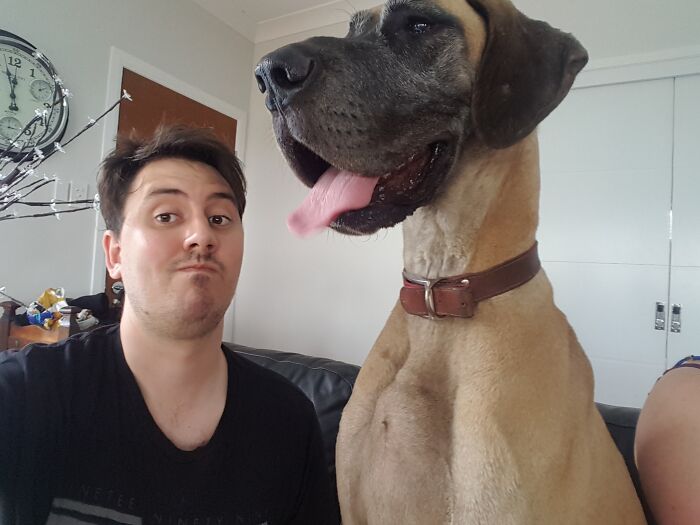 Shameless Giant Dog Christmas Selfie