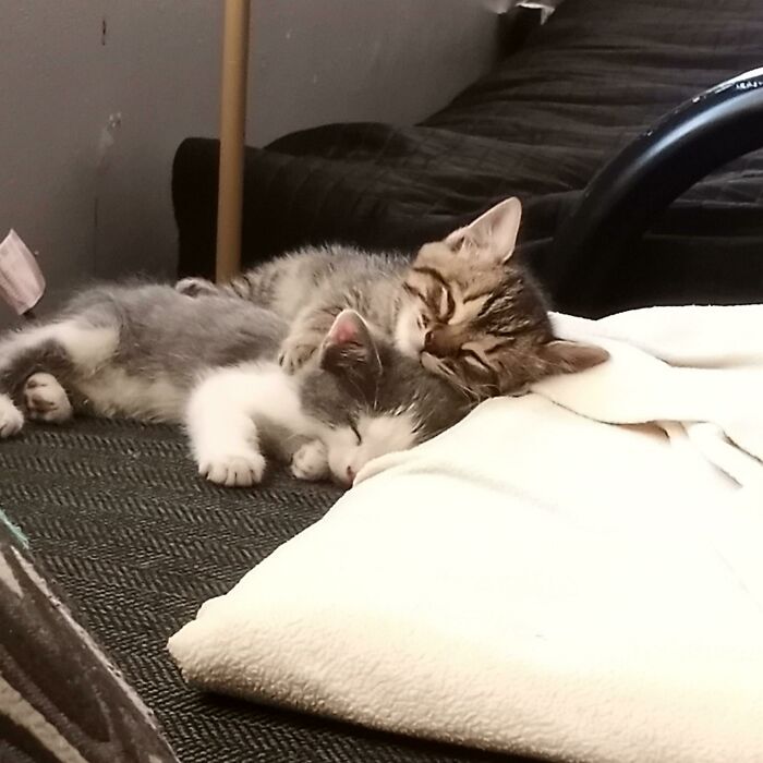 Rescued These Two Sisters From The Cold. Needless To Say They're Home Now...