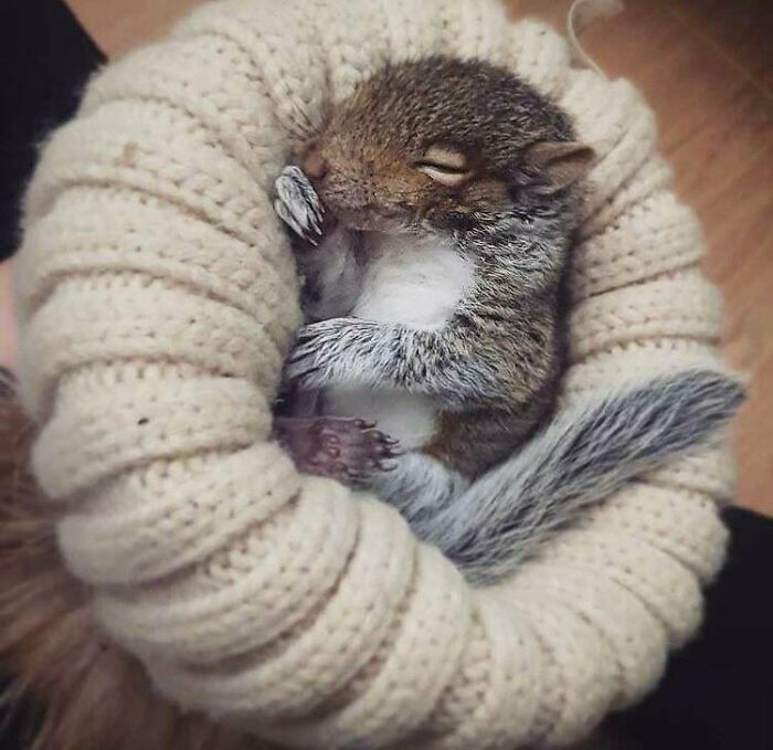 Baby Squirrel Found Alone In Apartment Loft Gets Adopted And Lives In A Cosy Hat, His Name Is Conker