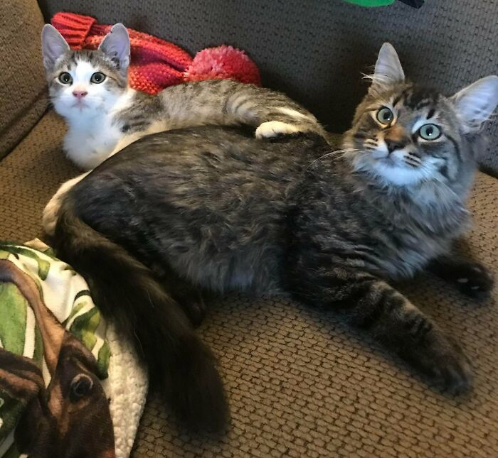 Adopted Two Kittens Together Who Were Within Two Weeks Of Age Of Each Other. One Is On The Small Side For His Age And The Other Is Huge. We Joke Diego Has A Georgie Backpack, When They Snuggle.