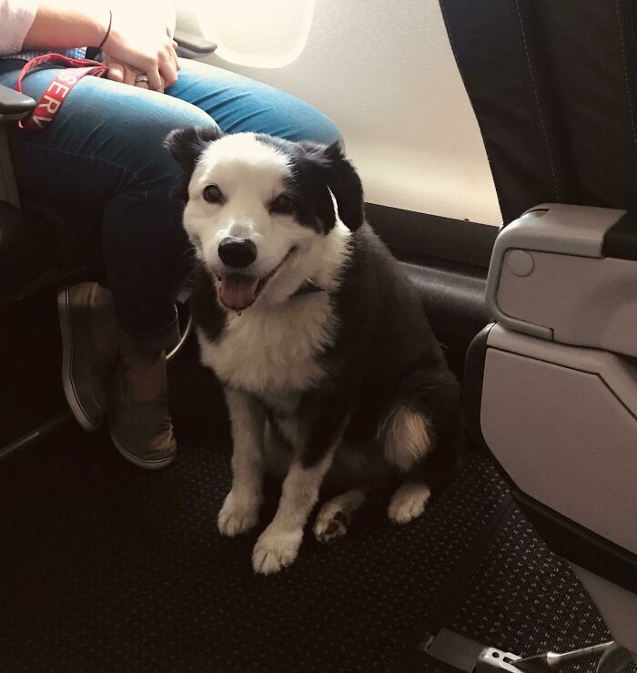This Girl Named Panda Smiled At Me Like This For Her Entire Plane Ride Shift (Service Dog)