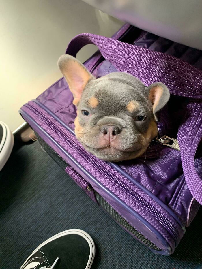 Sat Next To This Happy Little Guy On A Plane