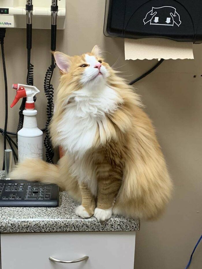 Dylan, 11 Month Old Norwegian Forest Cat. Our Vet Tech Carried Him Around The Office To See The Rest Of The Staff For Pics And Pets. He Was Feeling Proud