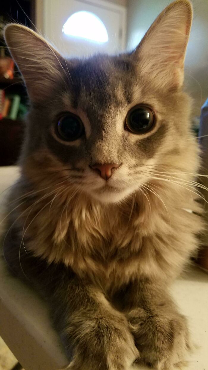 My Beautiful Kitty, Emma
