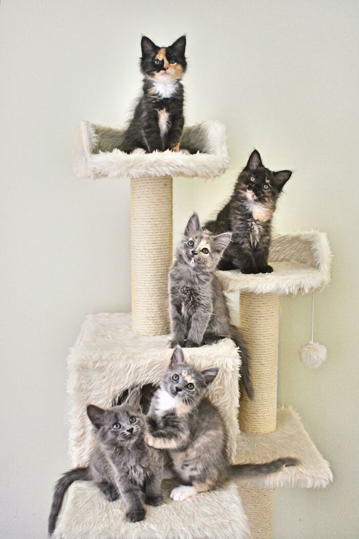 I Posted Our Foster Kitten, Hazelnut, On Here A While Ago. Someone Asked To See The Whole Litter. It Took Me A While, But I Was Finally Able To Get All 5 Girls Together In One Photo - Ember, Hazel, Pumpkin, Fern & Sparrow. Having These Girls Here Has Been A Blast