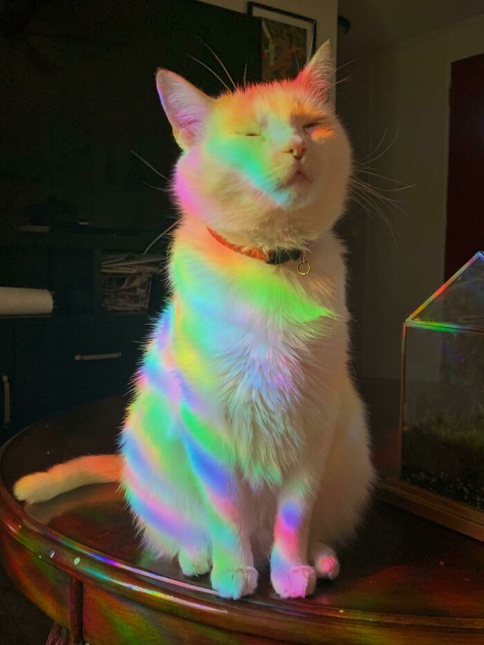I Was Told My Boy Belonged On This Thread. Here He Is Sniffing Rainbows