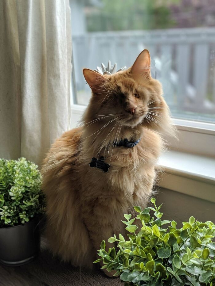 Let's Hear It For All The Disabled Supermodel Cats Out There! My Blind Boy, Eli