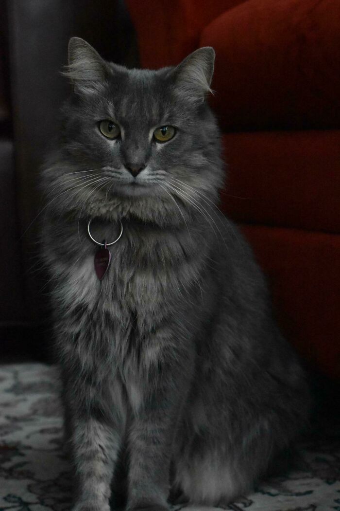 Was Told My Comet Might Be Appreciated Here. Don’t Let The Picture Fool You, She Rarely Sits This Still