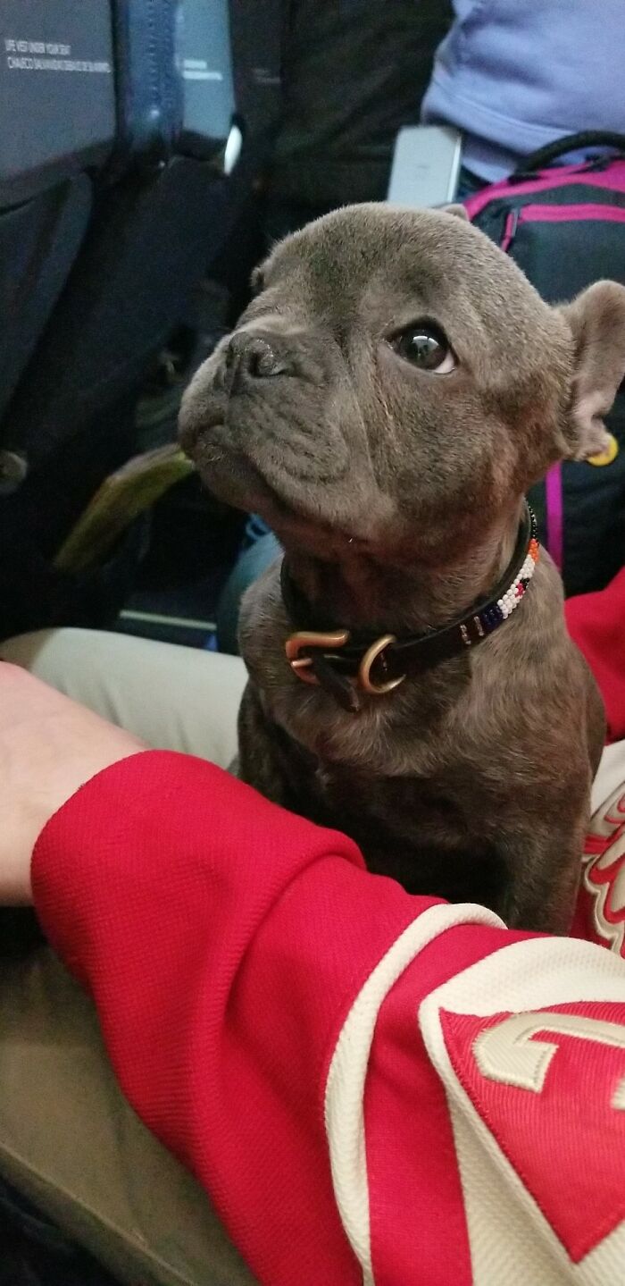 I Was Lucky Enough To Sit Next To This Little One On My Plane Ride The Other Night