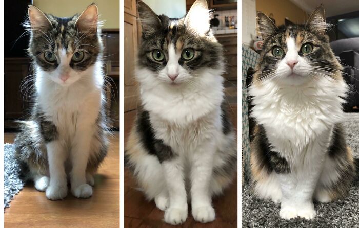 Update: I Posted The Two Left Pictures Several Months Ago & Many People Commented On How Much Floof My Kitty Acquired In 4 Months. I’ve Had Her For Over A Year Now & She Is Fluffier Than Ever!