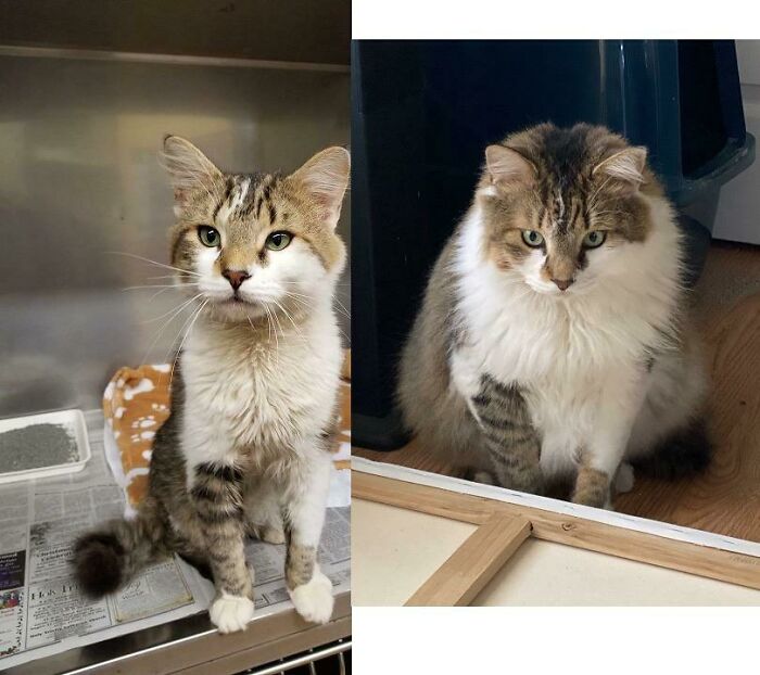 Ran In Front Of My Sister’s Car And Wouldn’t Move Until She Picked Him Up. 2 Years Later And He Became A Giant Floof