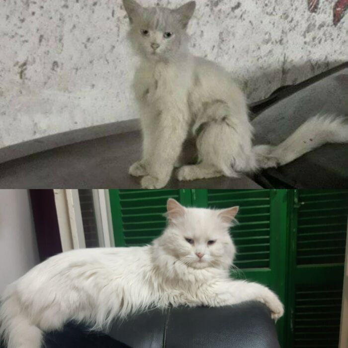 I Found Him In A Parking Garage, All Matted And Flea-Ridden. Here He Is 9 Months Later