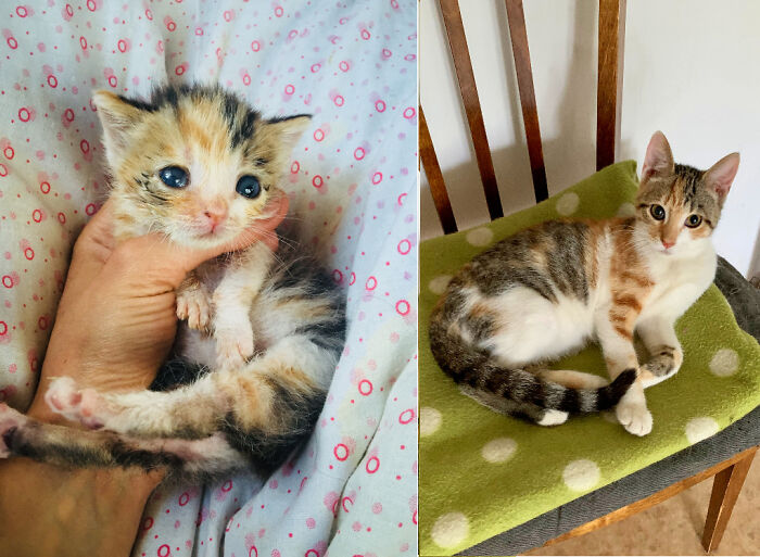 Before And After In Three Months. When I Found Her, I Spent Almost Three Days In A Row Without Sleeping. She Was Very Ill. Now She Is Ok. And Her Name Is Eve