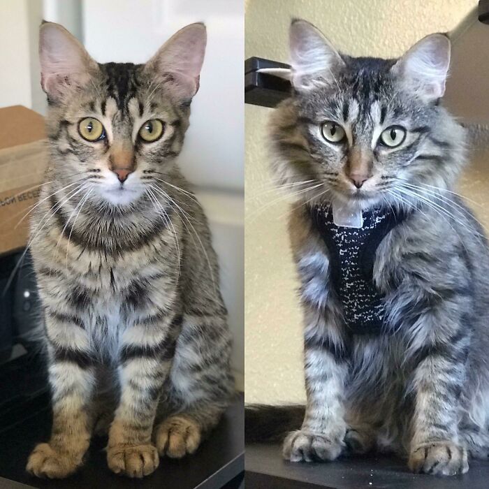 Jo Was Adopted 3 Months Ago. I Hardly Recognize Her In Earlier Pictures, And I Can’t Believe How Fluffy She’s Gotten