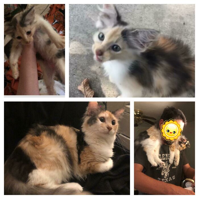 Not Really An Adoption Since She Showed Up At Our Front Door Crying To Be Let In! Meet Ammut! ~8 Weeks To 1 Year!